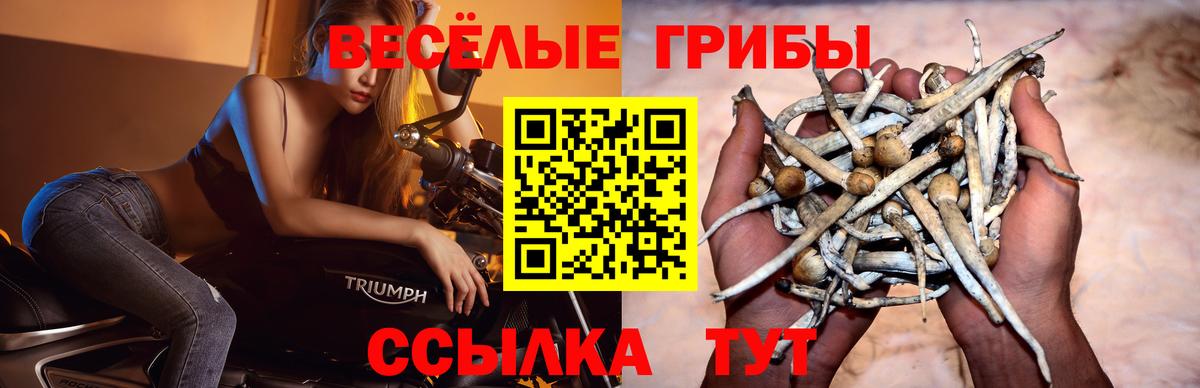Галлюциногенные грибы ЛСД  где продают   Вход с VPN  Калуга  Псилоцибиновые грибы Psilocybine cubensis 